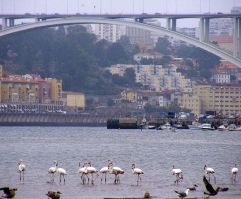 Porto Arrabida Gaia, Big Comfortable, 4Or6 Pax, Ground Floor Vila Nova de Gaia Luaran gambar